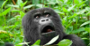 Gorilla_zoo.2e16d0ba.fill-1200x630-c0 (1).png