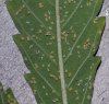 aphids-on-cannabis-leaves-with-larvae-sm.jpg