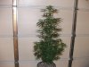 White Berry 10 day flower.jpg