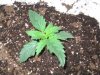 indoor_garden 005.JPG