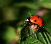 ladybug_1_dds_web.jpg