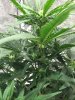 white-widow-flower.jpg