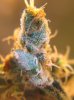 Day_75_trichs_01.JPG