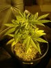 babies1st grow 010 (3).jpg