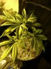 babies1st grow 001 (3).jpg