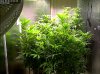 Camshot Flower Room Day11 09-08-2016-CMH-COBs.jpg