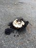 asphalt mushroom.jpg