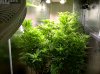 Camshot Flower Room Day17 09-14-2016-CMH-COBs.jpg