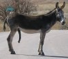 551px-Donkey_penis.jpg