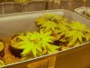 dikncider-albums-ak47-1st-indoor-grow-picture40619-3-bigger-aks-2-27.jpg