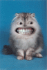 1238512309_freaky_cat.gif