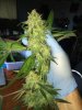 DZ2 cola harvest Bodhi_7539.jpg