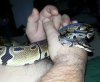 snake_101149.jpg