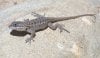 Western-Fence-Lizard-Images.jpg