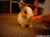 giphy (22).gif