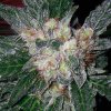 barneys-farm-violator-kush.jpg