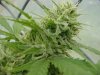 grow pics 143.jpg