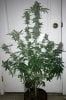 BR2-3-Day53-Harvest-1.JPG