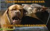 funny-dog-picture-hard-of-hearing.jpg