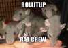 rollitup-rat.jpg