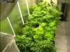 Camshot Flower Room Day5-Day23-Day38 11-02-2016-COBs.jpg