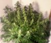 shining Silver Haze pic2 -11-3-2016.jpg