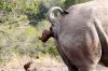 white-rhino-poop-addo-elephant-national-park.jpg