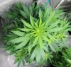 BRxHarlequin-P1-Day12-1.JPG