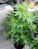 BRxHarlequin-P1-Day12-2.JPG