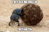 Dung-Beetle1.jpg