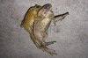 13403617-toad-mating-sex-in-nature.jpg