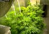 Camshot Flower Room Day18-Day36-Day51 11-15-2016-COBs.jpg