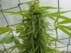 grow pics 139.jpg