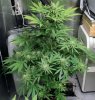 BRxHarlequin-P1-Day39-COBs-1.JPG