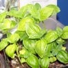 genovese basil.jpg