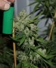 BlueDream-Day66-Harvest-COBs-2.JPG