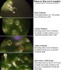 trichome readiness.jpg