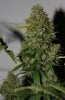 BlueRipper-F2-P3-Day73-Harvest-COBs-4.JPG