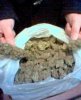 nlx_b_outdoor-cannabis.jpg