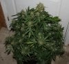 BRxH-P1-Day58-Harvest-COBs-2.JPG