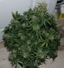 BRxH-P1-Day58-Harvest-COBs-3.JPG