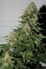 BRxH-P1-Day58-Harvest-COBs-4.JPG