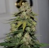 BRxH-P1-Day58-Harvest-COBs-6.JPG