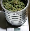 BlueDream-Day66-WeighIn-COBs-2.JPG