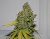 BRxBD-P2-Day97-Harvest-COBs-3.JPG