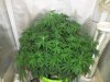 gallery_5005_30_385612.jpg