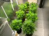 Camshot Flower Room Day3 01-12-2017-COBs.jpg