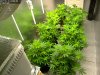 Camshot Flower Room Day6 01-15-2017-COBs.jpg