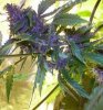 purple-ryder-feminised-autoflowering-seeds-[2]-3834-p.jpg