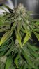 BRxHarlequin-P1-Day47-1.JPG